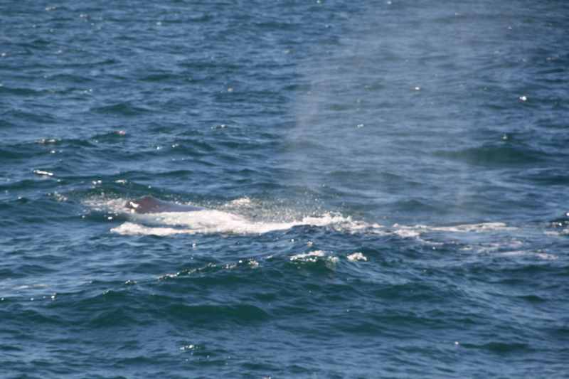 Nieuw-Zeeland 2011 - 1236